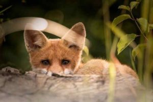 Salviamoli Insieme On The Road Servizio Per Il Recupero Di Animali Selvatici Feriti Per Strada Ieri Oggi Domani