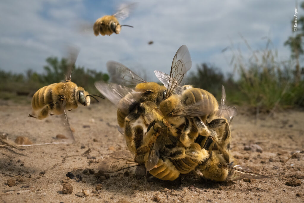 Wildlife Photographer of the Year