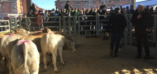 aste bovini di razza piemontese