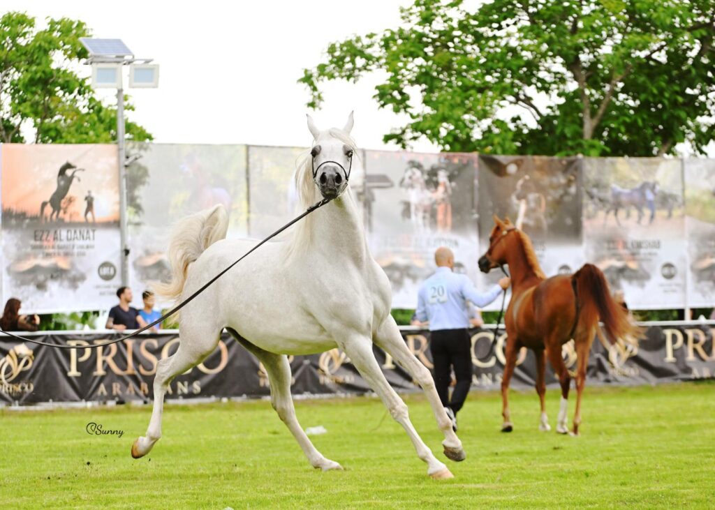 arabian horse show