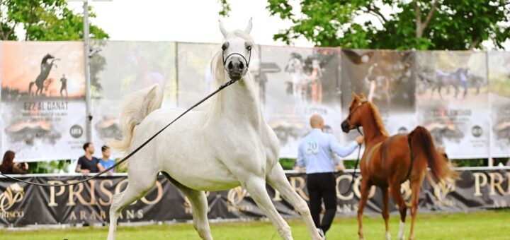 arabian horse show