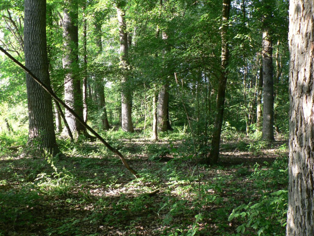 bosco del merlino