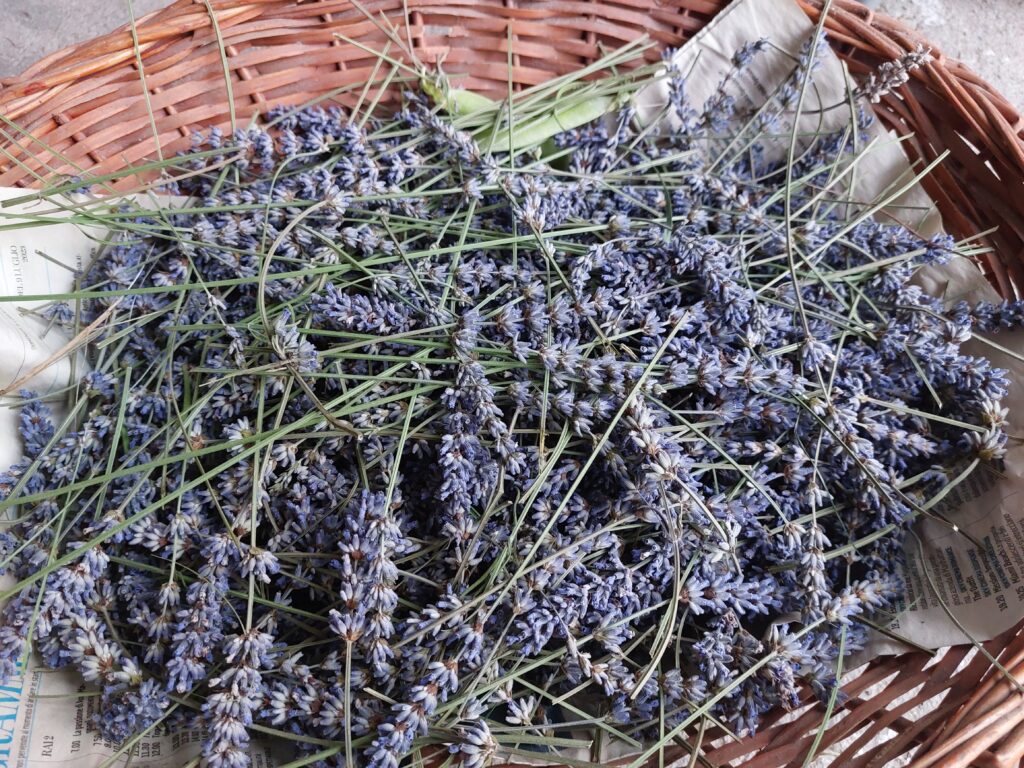 lavanda