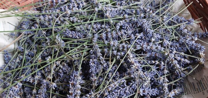 lavanda