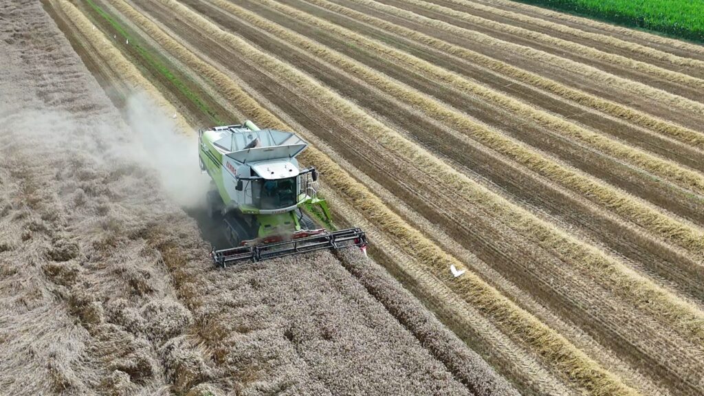 trebbiatura del grano coldiretti torino 2024