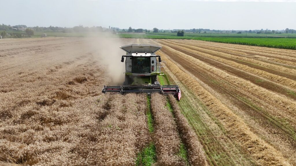 trebbiatura del grano coldiretti torino 2024