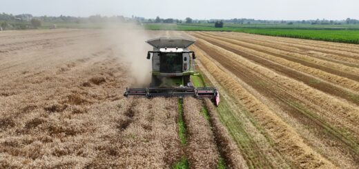 trebbiatura del grano coldiretti torino 2024