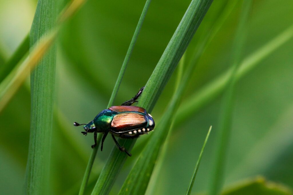 popilia japonica