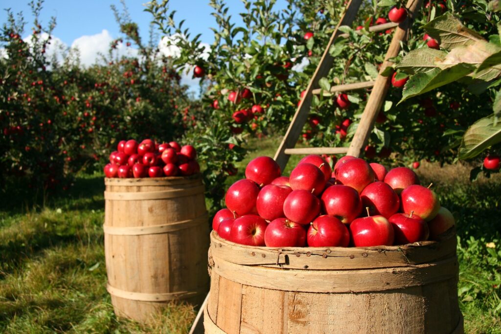 impresa agraria sostenibile