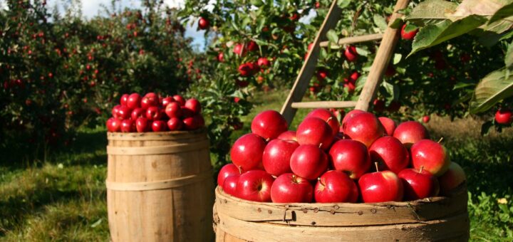 impresa agraria sostenibile